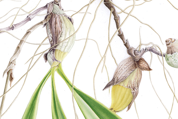 16th International Exhibition of Botanical Art at the Hunt Institute 